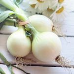 ВО ИМЕ НА МОРКОВОТ, ЦЕЛЕРОТ И ВКУСНИОТ КРОМИД Здравствени придобивки на намирницата која е дел од најпознатото кулинарско тројство