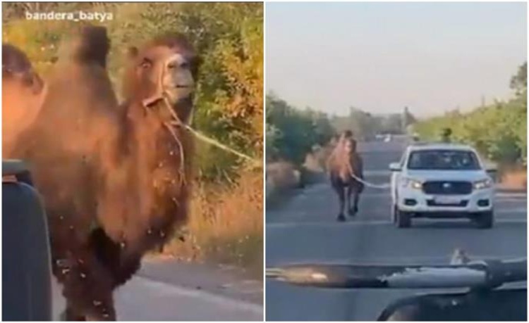 📽️ РУСИТЕ КОРИСТАТ КАМИЛИ ВО НАПАДИТЕ ВРЗ УКРАИНЦИТЕ Ново животно забележано на бојното поле покрај коњите и магарињата