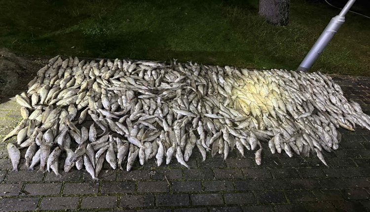 ПРИВЕДЕНИ РИБОКРАДЦИ ВО ПЕШТАНИ Запленети над 100 килограми риба и шест рибарски мрежи