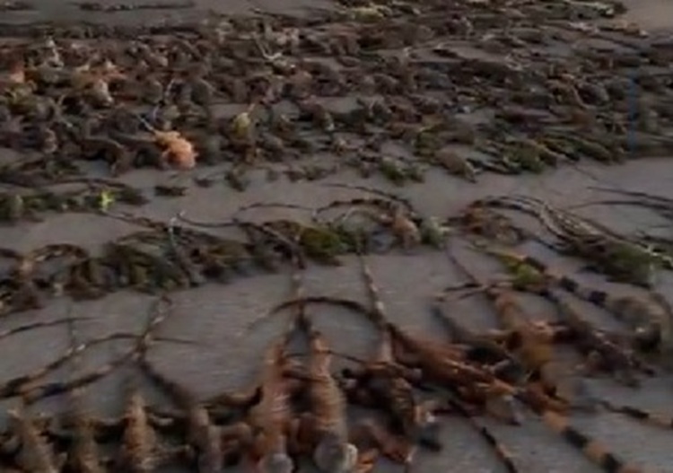 🎥 ЗАМРЗНАТИ ИГУАНИ ПАЃААТ ОД ДРВЈАТА ВО ФЛОРИДА Не можат да го издржат студениот бран