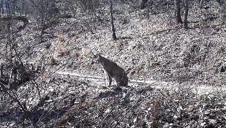 📽️ РЕДОК ГОСТИН НА ШАР ПЛАНИНА Снимени две нови единки на балканскиот рис