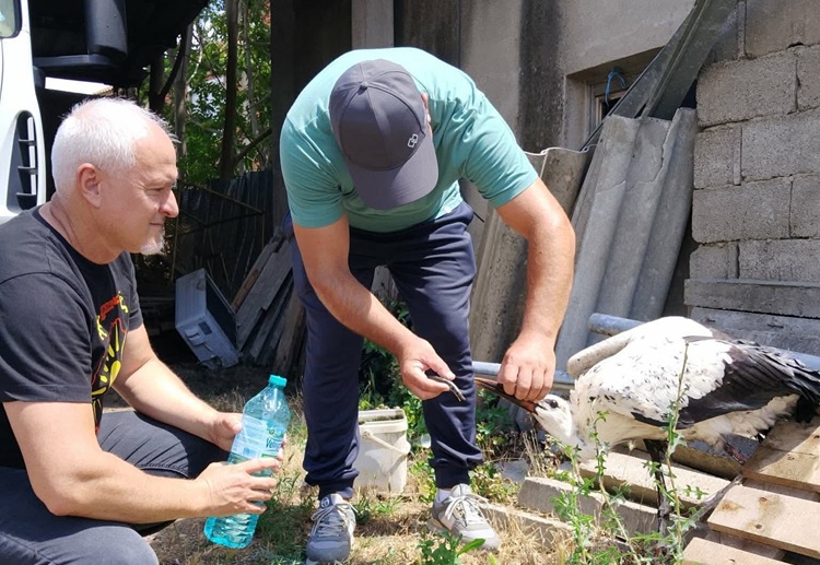 📷 ЧЕШИНОВО-ОБЛЕШЕВО ГИ СПАСУВА СВОИТЕ ШТРКОВИ ПО НЕВРЕМЕТО Вработени во општината ги згрижија безбедомните штркчиња